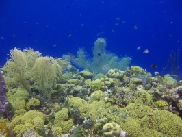 Reef IMG 7015